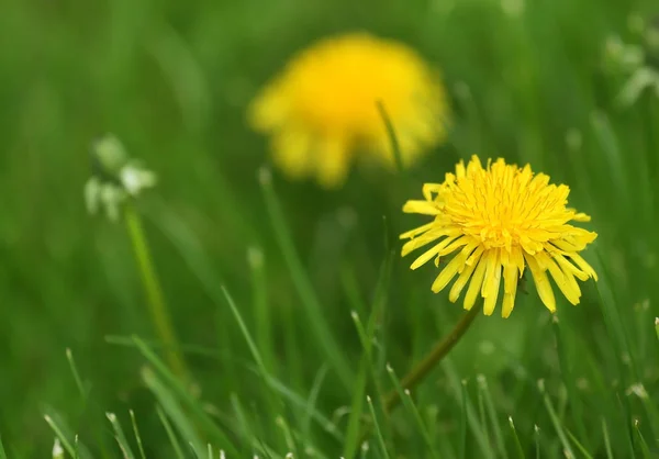 Nahaufnahme Der Heillöwenzahnblüte Der Natur — Stockfoto