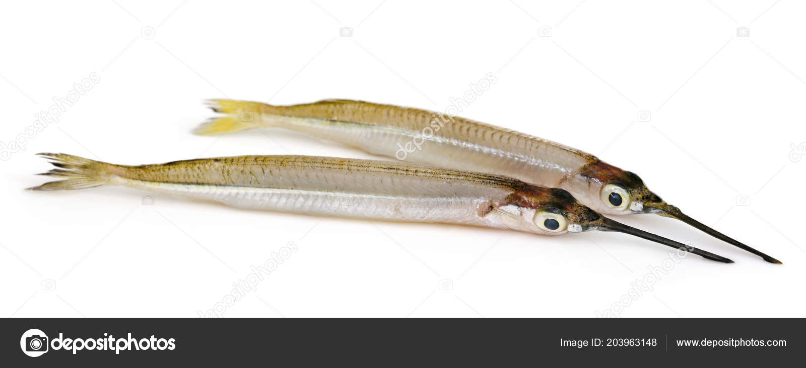 Needlefish Fresh Water White Background — Stock Photo © bdspn74