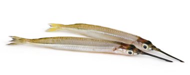 Beyaz arka plan üzerinde taze su needlefish