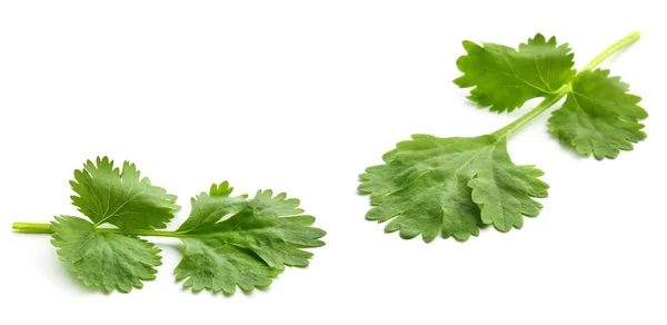 Fresh Coriander Leaves White Background — Stock Photo, Image