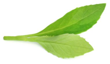 Birçok hastalıklar için bitkisel ilaç olarak kullanılan uzun ömürlü ıspanak olarak bilinen Gynura procumbens