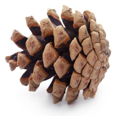 Çam kozalağı beyaz arkaplanda izole edilmiş