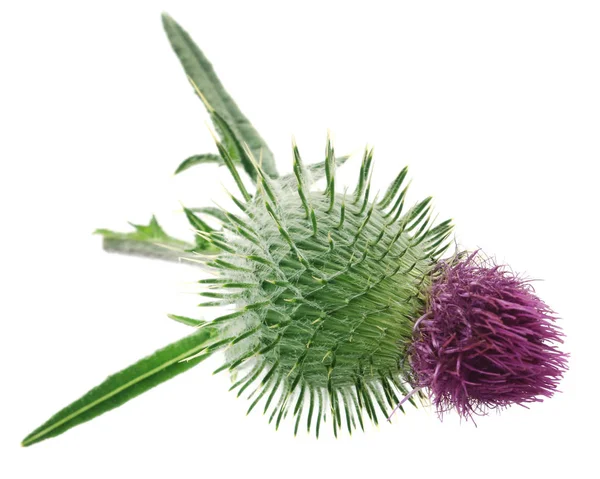 Milk Thistle Used Medicinal Herb White Background — Stock Photo, Image