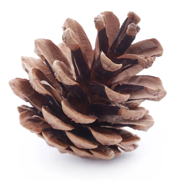 Pinecone Isolado Sobre Fundo Branco — Fotografia de Stock