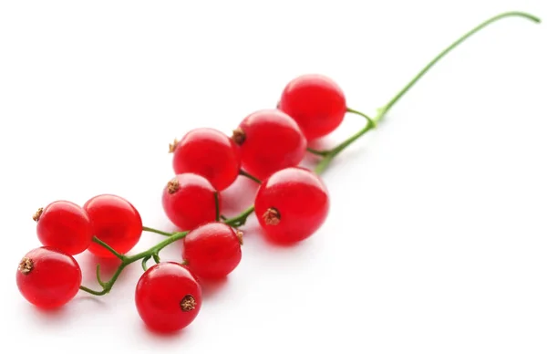 Fresh Red Currant White Background — Stock Photo, Image