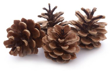 Çam kozalağı beyaz arkaplanda izole edilmiş