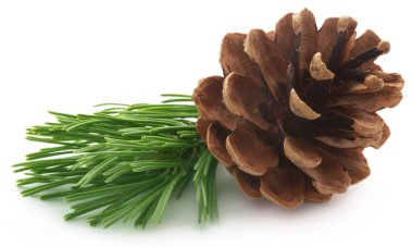 Çam kozalağı beyaz arkaplanda izole edilmiş