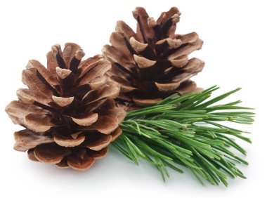 Çam kozalağı beyaz arkaplanda izole edilmiş