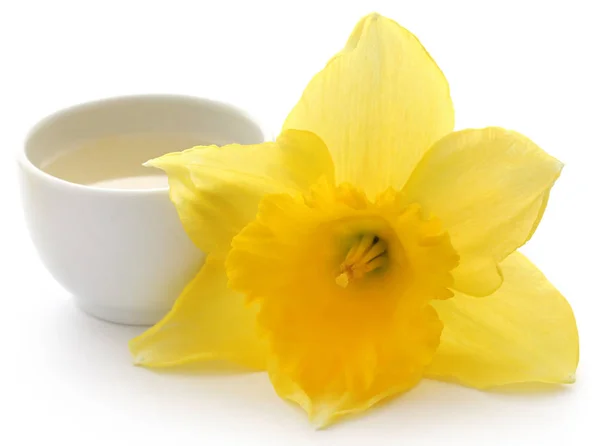 Flower Daffodil Extract Bowl White Background — Stock Photo, Image