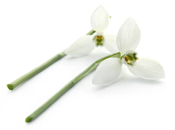Schneeglöckchen Blume Auf Weißem Hintergrund — Stockfoto