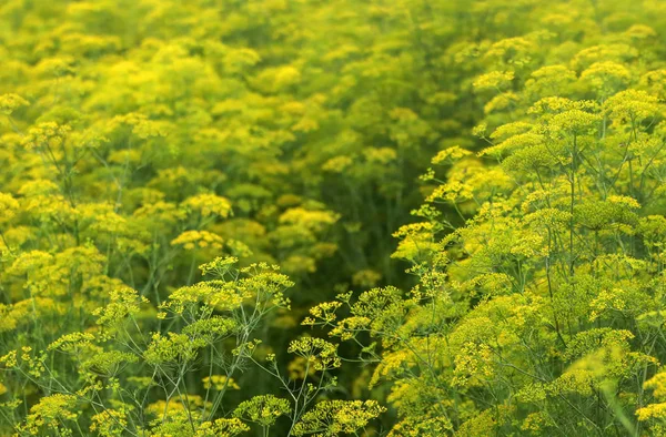 Fennel Flowers Crop Field Ouddoor — Stock Photo, Image