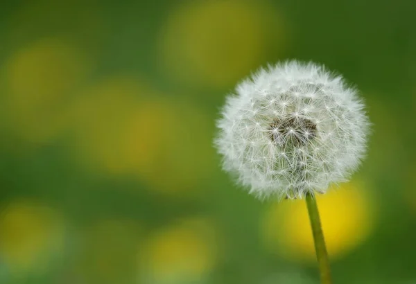 Karahindiba Closeup Tohumlar Açık — Stok fotoğraf