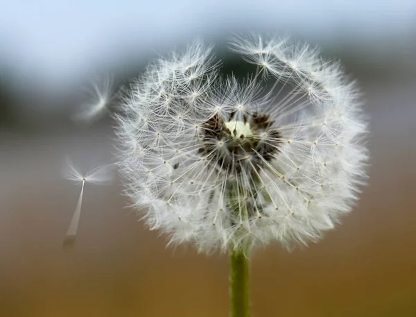 Closeup Pampeliška Semena Venkovní — Stock fotografie