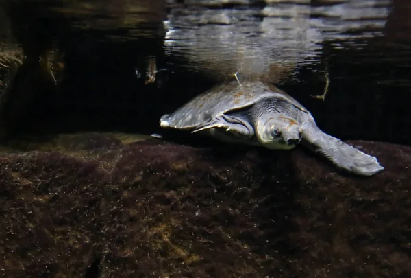 Tartaruga Dal Naso Maiale Della Nuova Guinea Che Nuota Acqua — Foto Stock