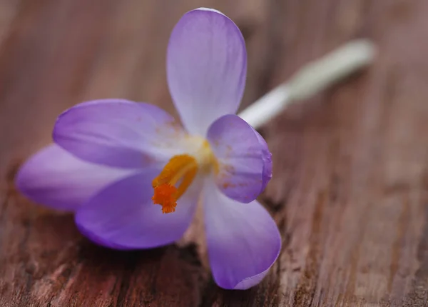 木材の表面にサフラン クロッカスの花 — ストック写真