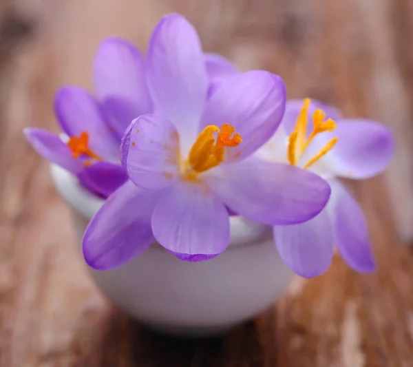 Saffron Crocus Flower Bowl Timber Surface — Stock Photo, Image