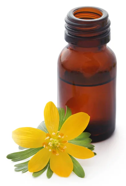 Eranthis Hyemalis Medicinale Extract Een Fles Witte Achtergrond — Stockfoto