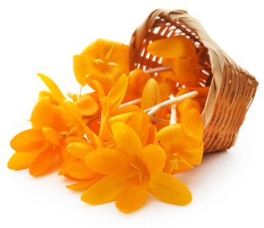 Beyaz arka plan üzerinde sarı Çiğdem