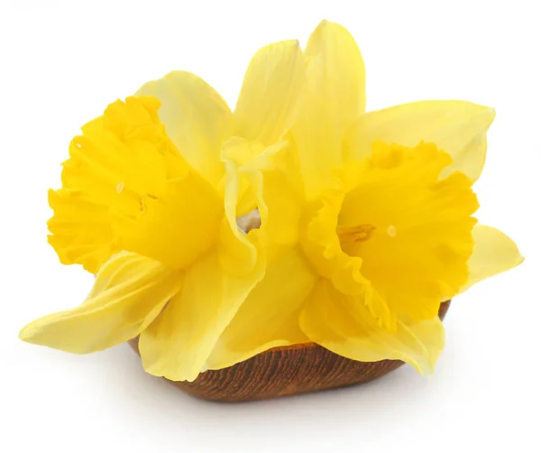 Flower Daffodil Vase White Background — Stock Photo, Image
