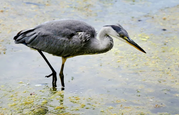 Gran Garza Azul Pie Lago Verde —  Fotos de Stock