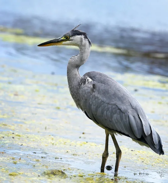 Great Blue Heron Standing Green Lake — Stock Photo, Image