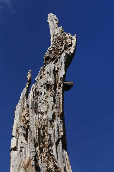 Grumes Pourries Arbre Mort Dans Parc Contre Ciel Bleu — Photo