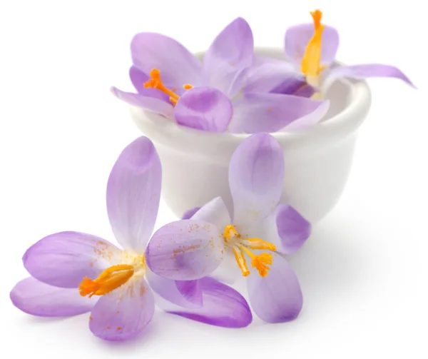 Saffran Crocus Blomma Skål Över Vit Bakgrund — Stockfoto