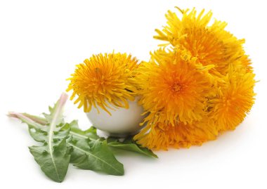 Beyaz arka plan üzerinde tıbbi karahindiba yaprak