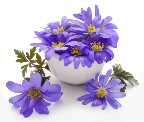 Anemone Blanda Blautöne Oder Griechische Windblumen Über Weiß — Stockfoto