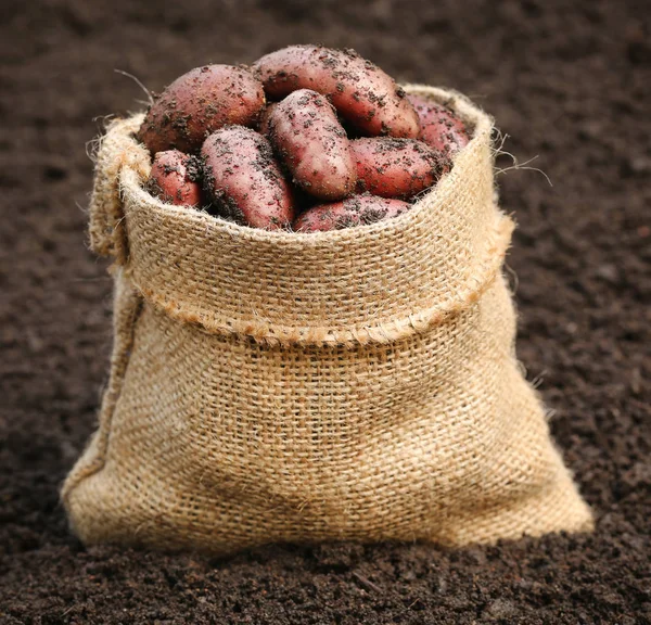 Newly Harvested Potatoes Sack — Stock Photo, Image
