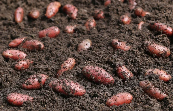 Patate Appena Raccolte Campo — Foto Stock