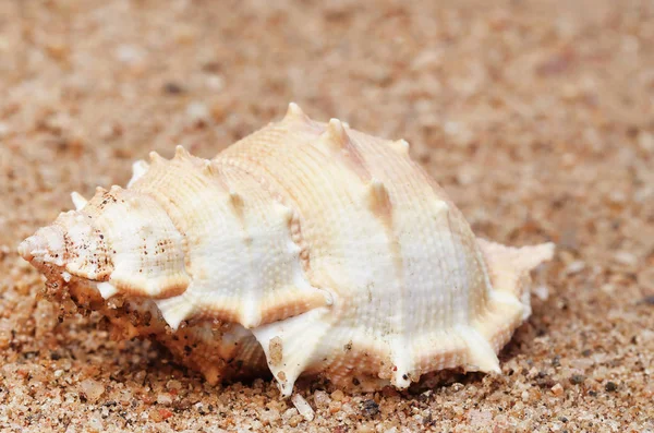 Primer Plano Caracol Una Playa Mar — Foto de Stock