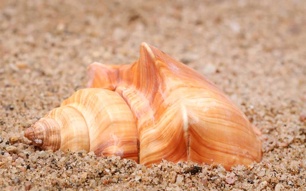海滩上蜗牛的特写 — 图库照片