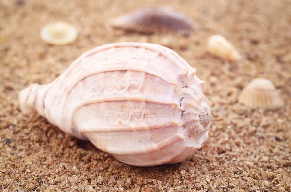 Salyangoz Bir Deniz Beach Yakın Çekim — Stok fotoğraf