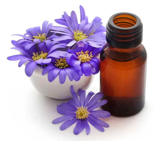 Anemone Blanda Blue Shades Grecian Windflowers Essential Oil Bottle — Stock Photo, Image