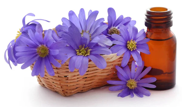 Anemone Blanda Odcienie Niebieskiego Lub Grecian Windflowers Olejku Butelce — Zdjęcie stockowe