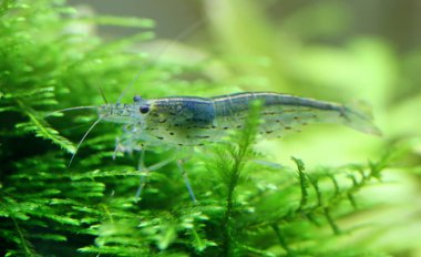 Ünlü Japon akvaryumcular Takashi Amano sonra adlı Amano karides