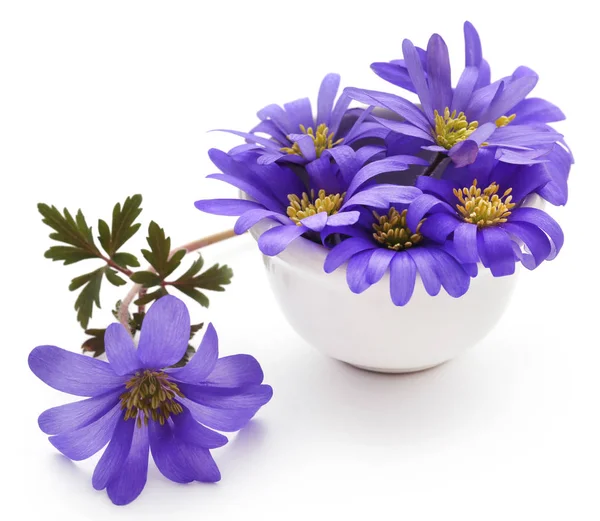 Anemone Blanda Niebieski Odcienie Lub Grecian Windflowers — Zdjęcie stockowe