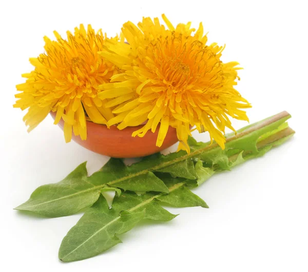 Läkemedel Maskros Med Gröna Blad Vit Bakgrund — Stockfoto