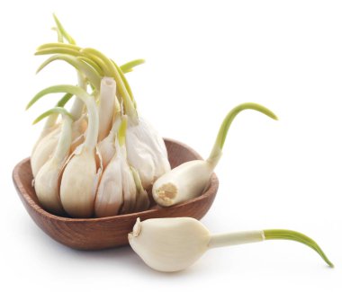 Beyaz arka plan üzerinde germinated sarımsak