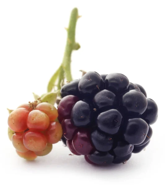 新鲜的黑莓 在白色的背景 — 图库照片
