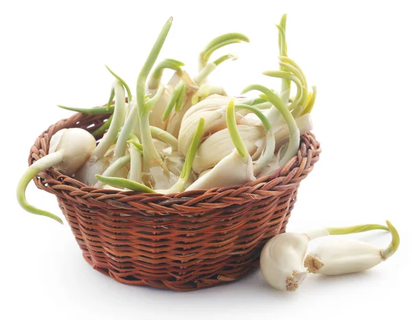 Garlic Germinated White Background — Stock Photo, Image