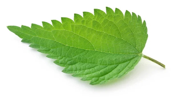 Nettle Leaves Isolated White Background — Stock Photo, Image