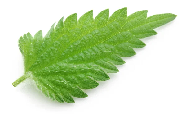 Feuilles Ortie Isolées Sur Fond Blanc — Photo