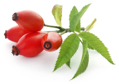 Beyaz arka plan üzerinde yeşil yaprakları ile tıbbi rose HIPS