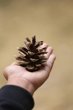 Çam koni doğa açık tutan el