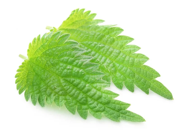 Groene Nettle Bladeren Die Vele Soorten Madicinal Waarde Witte Achtergrond — Stockfoto