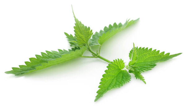 Green Nettle leaves that have many kinds of madicinal value over white background