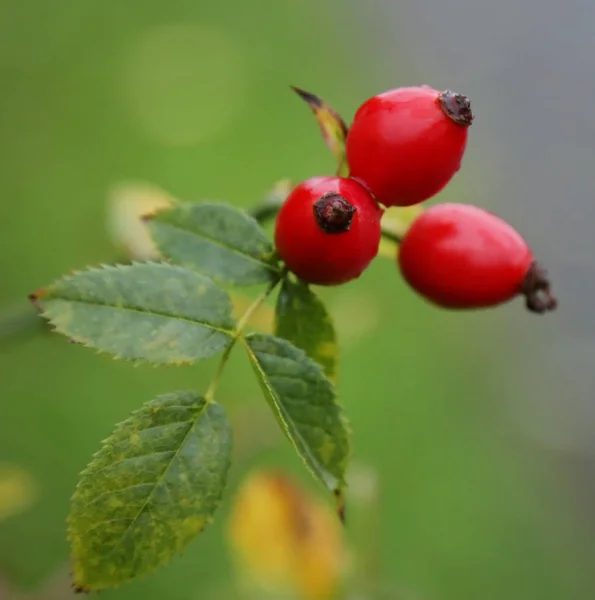 Closeup Madicinal Rose Hips Nature — Stock Photo, Image