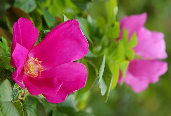 Beach Rose Fully Bloomed Garden Outdoor — Stock Photo, Image